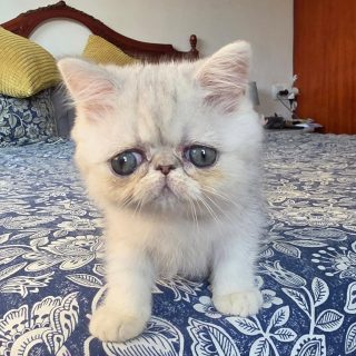 Narf Tarambana, shaded silver exotic female
Parents
CFA CH Narf Vito X Olivia de Castalla
Www.narfcattery.com
Www.facebook.com/narfcattery
#cats catsofinstagram #gatoexotico silvershaded narfcattery exotic exotico breeder catstagram #chinchillacat valencia greeneyes catoftheday gato