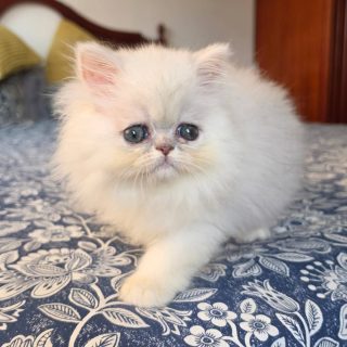 Narf Ariana, shaded silver female
Parents
CFA CH Narf Vito X Olivia de Castalla
Www.narfcattery.com
Www.facebook.com/narfcattery
#cats catsofinstagram #gatoexotico silvershaded narfcattery exotic exotico breeder catstagram #chinchillacat valencia greeneyes catoftheday gato