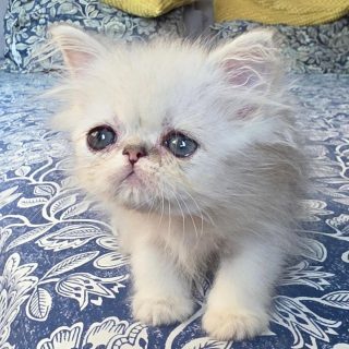 Narf Ratón, shaded silver male
Parents
CFA CH Narf Vito X Olivia de Castalla
Www.narfcattery.com
Www.facebook.com/narfcattery
#cats catsofinstagram #gatoexotico silvershaded narfcattery exotic exotico breeder catstagram #chinchillacat valencia greeneyes catoftheday gato