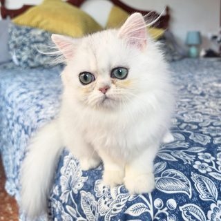 Narf Ligeia
Parents
Ultamint Capone X Amy Elf Angel
Www.narfcattery.com
Www.facebook.com/narfcattery
#cats catsofinstagram #gatoexotico silvershaded narfcattery exotic exotico breeder catstagram #chinchillacat valencia greeneyes catoftheday gato