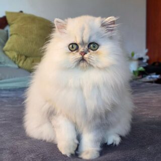 Narf Alexa
Parents
Ultamint Capone X Amy Elf Angel

Www.narfcattery.com
Www.facebook.com/narfcattery

#cats catsofinstagram  #gatoexotico silvershaded narfcattery exotic exotico breeder catstagram #chinchillacat valencia greeneyes catoftheday gato