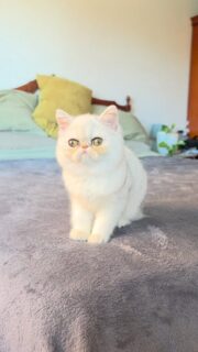 Narf Ryma, shaded silver exotic female
Parents
CFA CH Narf Shiro X Narf Ramona
Www.narfcattery.com
Www.facebook.com/narfcattery
#cats catsofinstagram #gatoexotico silvershaded narfcattery exotic exotico breeder catstagram #chinchillacat valencia greeneyes catoftheday gato