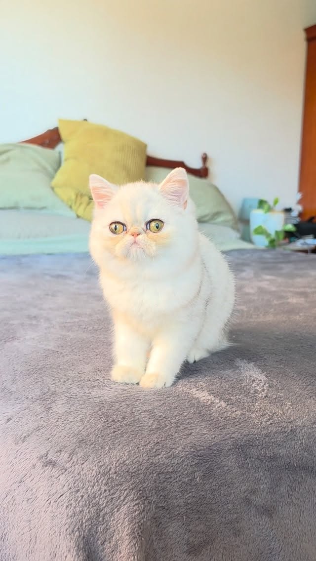 Narf Ryma, shaded silver exotic female
Parents
CFA CH Narf Shiro X Narf Ramona
Www.narfcattery.com
Www.facebook.com/narfcattery
#cats catsofinstagram #gatoexotico silvershaded narfcattery exotic exotico breeder catstagram #chinchillacat valencia greeneyes catoftheday gato