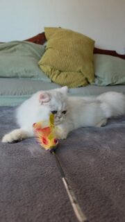 Narf Ligeia
Parents
Ultamint Capone X Amy Elf Angel

Www.narfcattery.com
Www.facebook.com/narfcattery

#cats catsofinstagram  #gatoexotico silvershaded narfcattery exotic exotico breeder catstagram #chinchillacat valencia greeneyes catoftheday gato