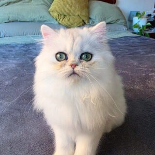 Narf Ligeia
Parents
Ultamint Capone X Amy Elf Angel
Www.narfcattery.com
Www.facebook.com/narfcattery
#cats catsofinstagram #gatoexotico silvershaded narfcattery exotic exotico breeder catstagram #chinchillacat valencia greeneyes catoftheday gato