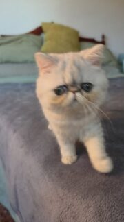 Narf Tarambana, blue shaded silver exotic female
Parents
CFA CH Narf Vito X Olivia de Castalla
Www.narfcattery.com
Www.facebook.com/narfcattery
#cats catsofinstagram #gatoexotico silvershaded narfcattery exotic exotico breeder catstagram #chinchillacat valencia greeneyes catoftheday gato