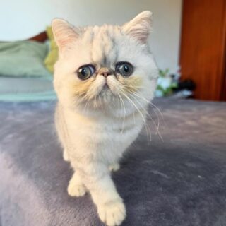 Narf Tarambana, blue shaded silver exotic female
Parents
CFA CH Narf Vito X Olivia de Castalla
Www.narfcattery.com
Www.facebook.com/narfcattery
#cats catsofinstagram #gatoexotico silvershaded narfcattery exotic exotico breeder catstagram #chinchillacat valencia greeneyes catoftheday gato