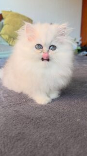Introducing Narf Alice
shaded silver longhair female 

Www.narfcattery.com
Www.facebook.com/narfcattery

#cats catsofinstagram  #gatoexotico silvershaded narfcattery exotic exotico breeder catstagram #chinchillacat valencia greeneyes catoftheday gato