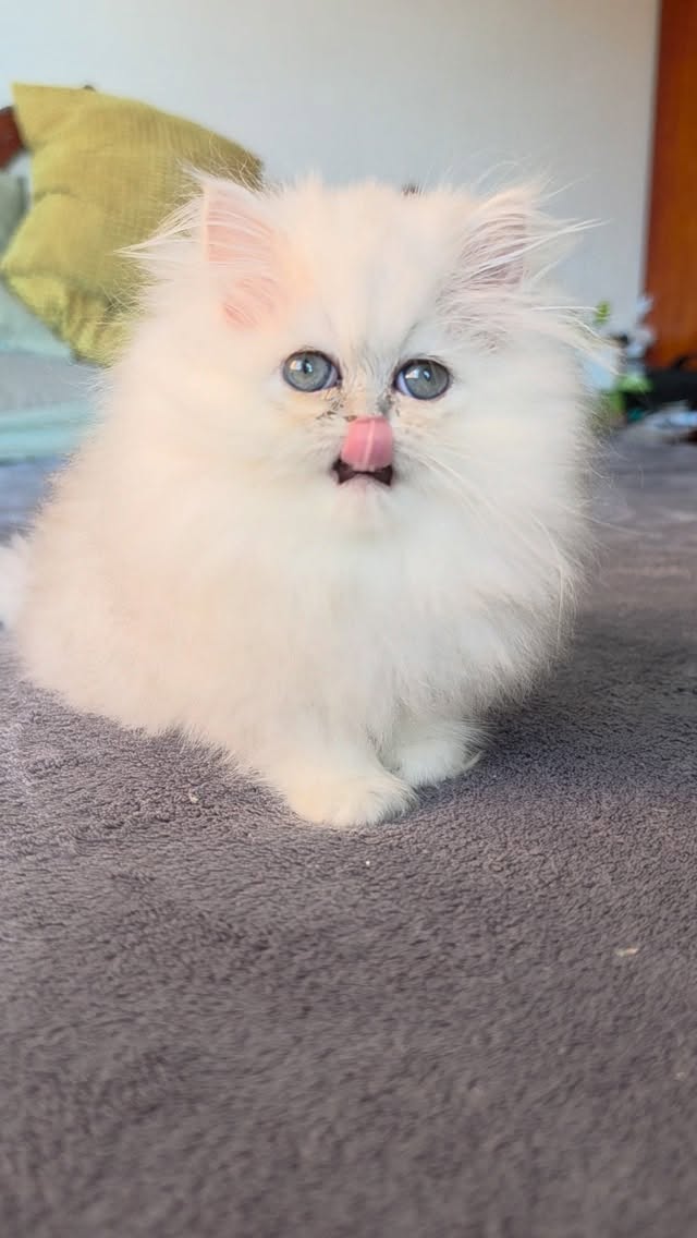 Introducing Narf Alice
shaded silver longhair female 

Www.narfcattery.com
Www.facebook.com/narfcattery

#cats catsofinstagram  #gatoexotico silvershaded narfcattery exotic exotico breeder catstagram #chinchillacat valencia greeneyes catoftheday gato