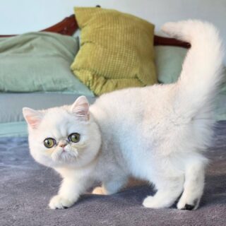 Narf Ryma,  shaded silver exotic female 
Parents
CFA CH Narf Shiro X Narf Ramona

Www.narfcattery.com
Www.facebook.com/narfcattery

#cats catsofinstagram  #gatoexotico silvershaded narfcattery exotic exotico breeder catstagram #chinchillacat valencia greeneyes catoftheday gato