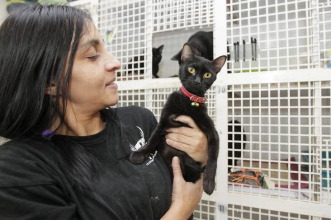 VALENCIA/// Reportaje sobre gatos negros