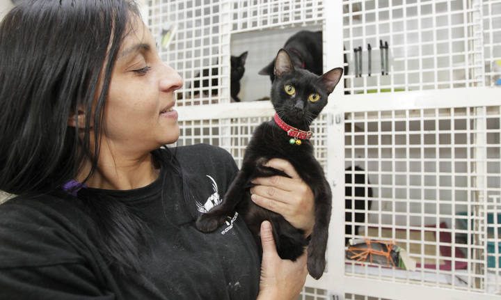 VALENCIA/// Reportaje sobre gatos negros