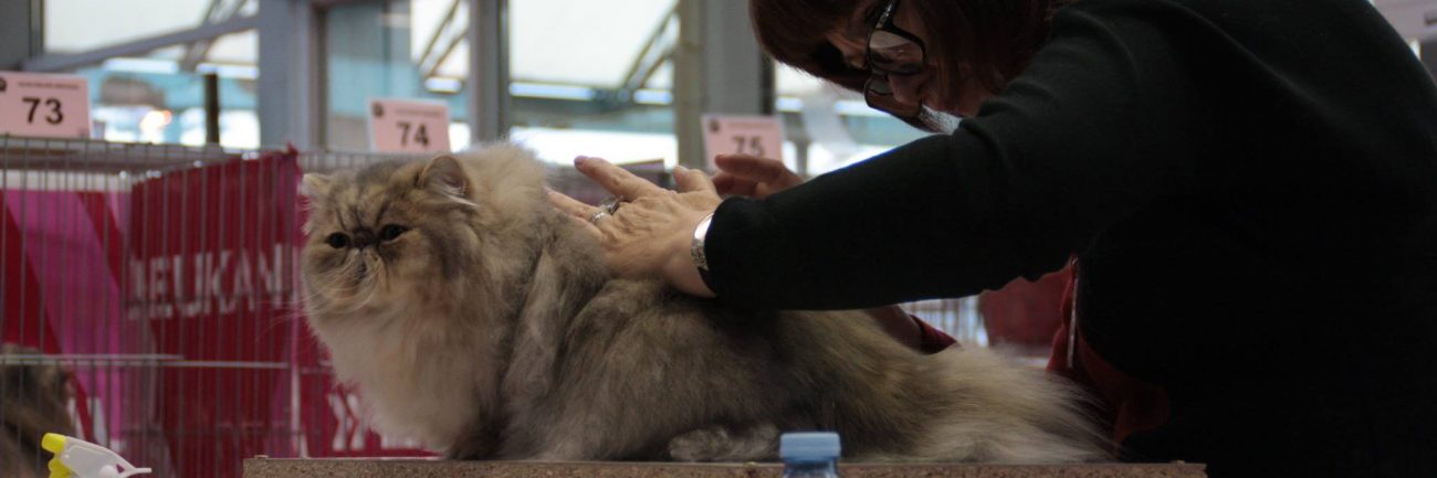 10683741_807838965943871_3709085676202173738_o