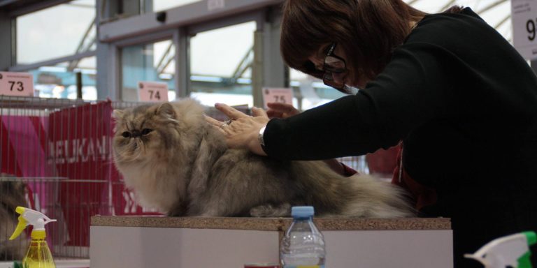 10683741_807838965943871_3709085676202173738_o