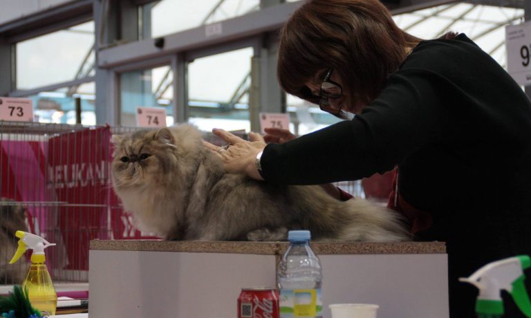 10683741_807838965943871_3709085676202173738_o