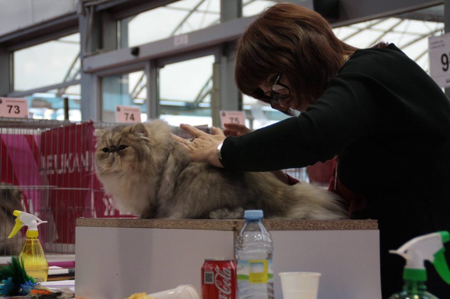 10683741_807838965943871_3709085676202173738_o