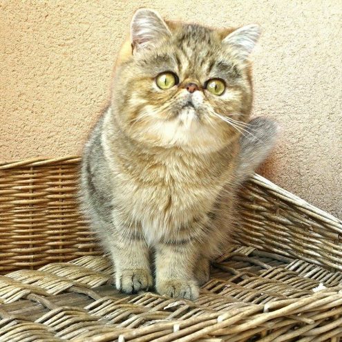 10384445_855769261150841_4354583565812204439_n