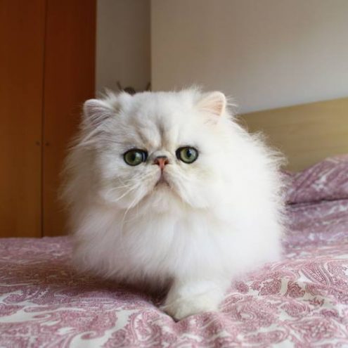 12744005_1039388642788901_4252821887463064615_n