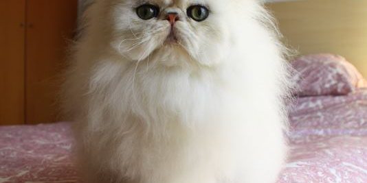 12745945_1039388636122235_4858815041557586378_n