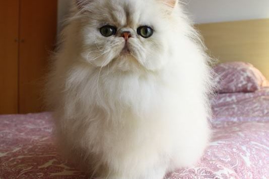 12745945_1039388636122235_4858815041557586378_n