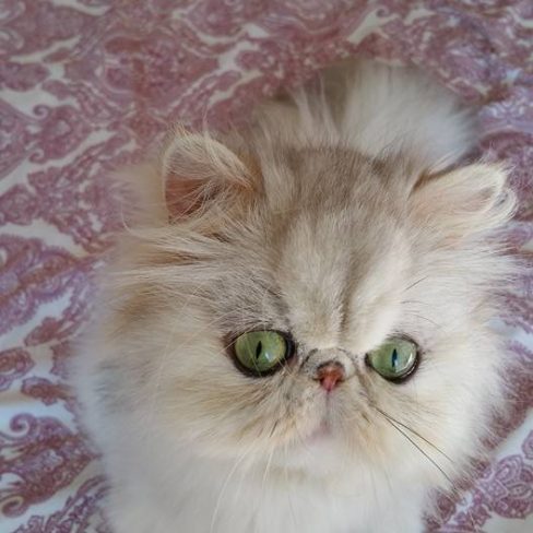 12805688_1044746545586444_862553713254994392_n